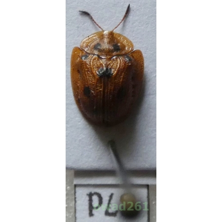 Cassidae sp. Philippines87d